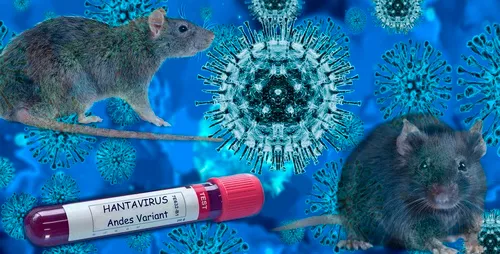DIFERENCIAS ENTRE HANTAVIRUS Y CORONAVIRUS (COVID-19) ¡No se confunda!