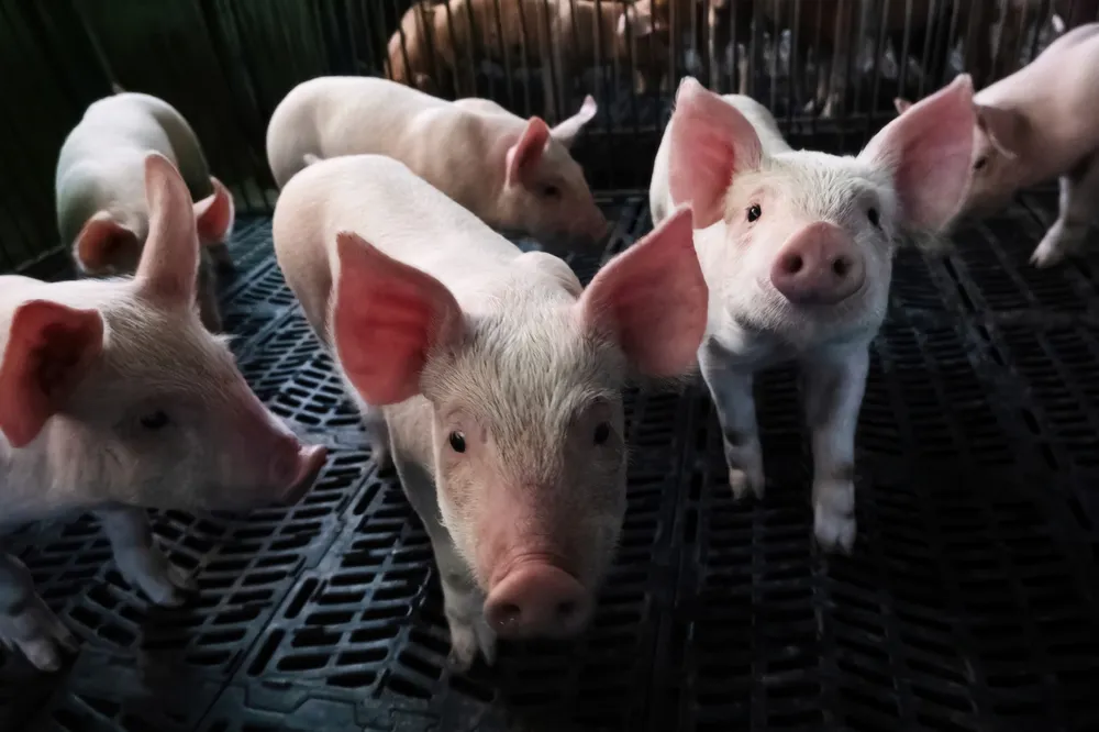 Cómo evitar que la peste porcina africana llegue a Estados Unidos durante los viajes de primavera